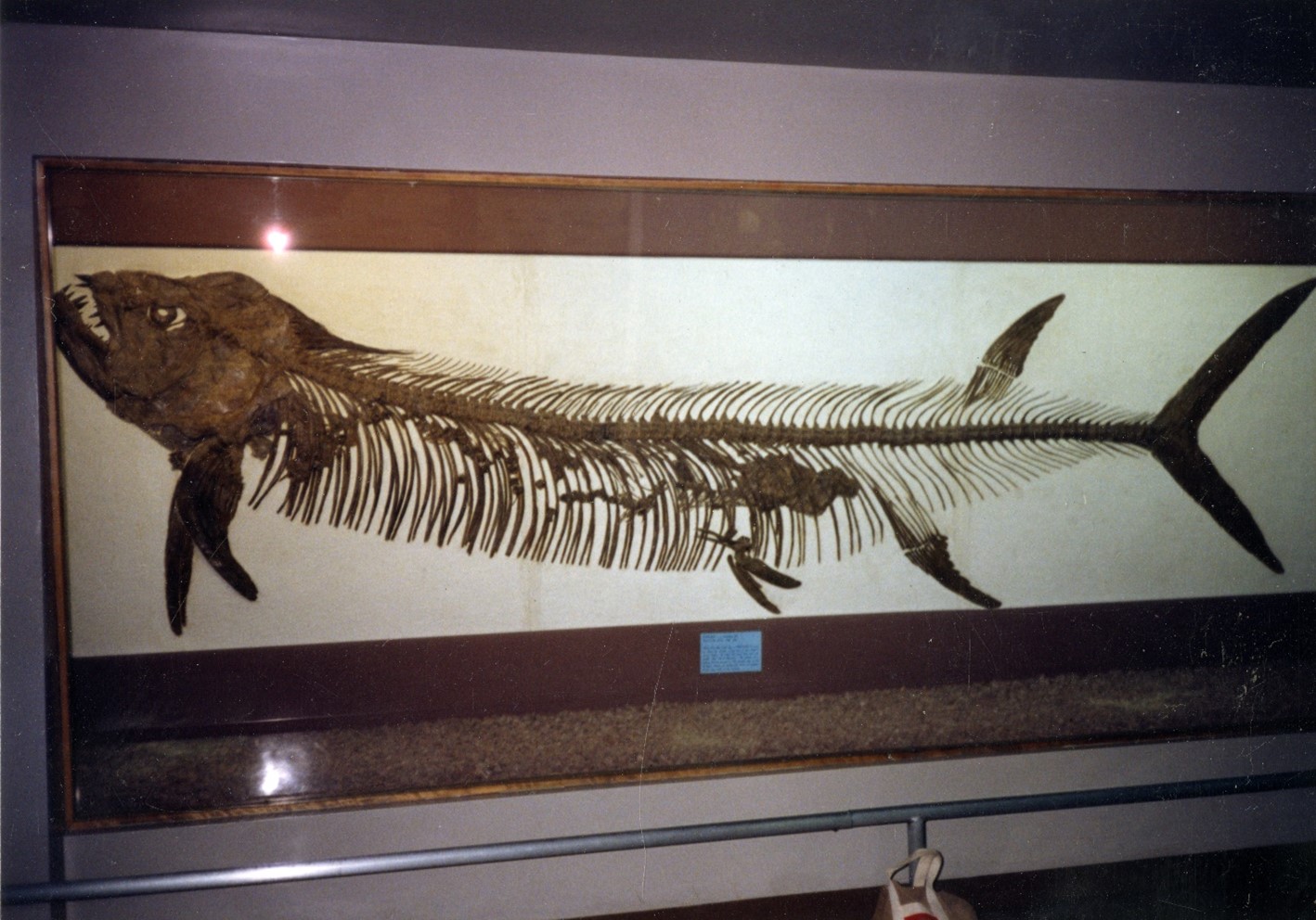 A fossil of Xiphactinus with a Gillicus arcuatus within its stomach. The fossils were recovered from Gove County, Kansas in 1952 by George F. Sternberg 